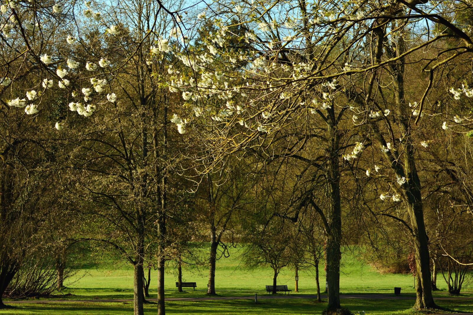 Nikon D5200 sample photo. Park, tree, forest, grass photography