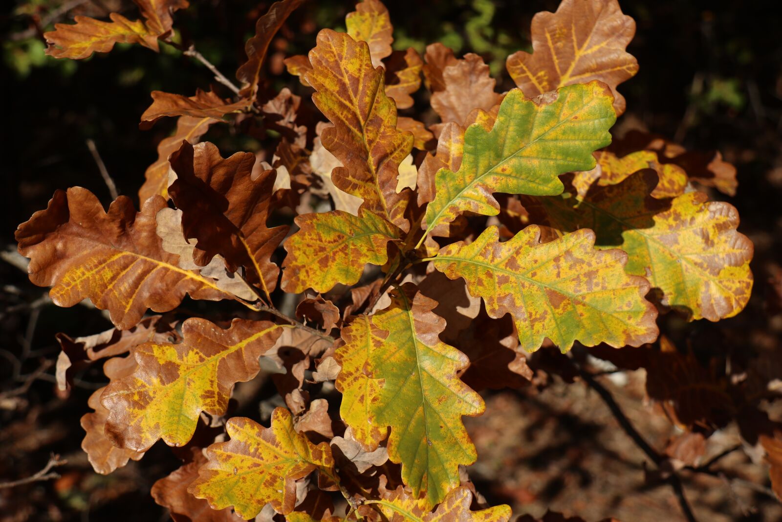 Canon EOS M6 sample photo. Foliage, color, autumn photography