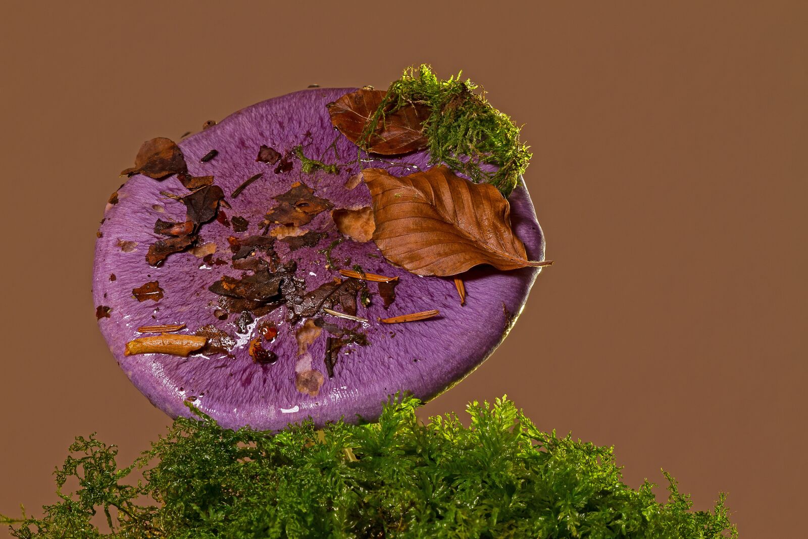 Canon EOS 7D sample photo. Violet r telritterling, mushroom photography