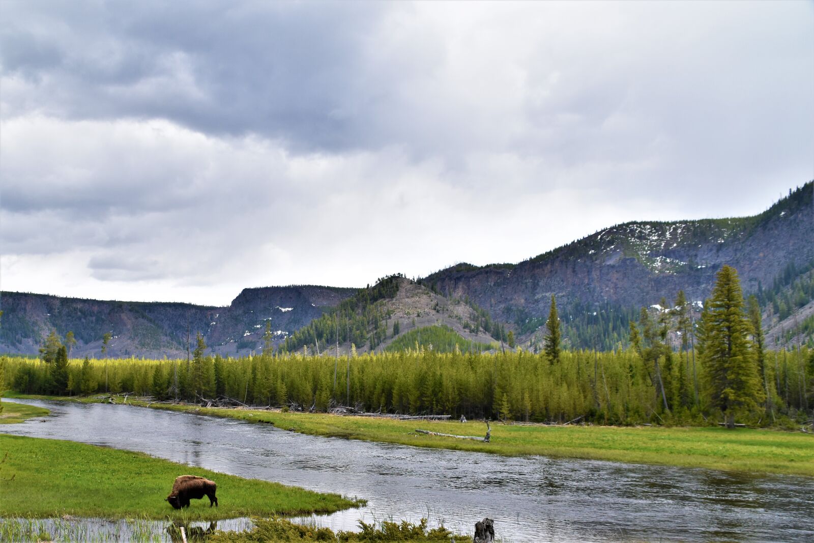 Nikon D5500 sample photo. Bison, buffalo, mountains, yellowstone photography
