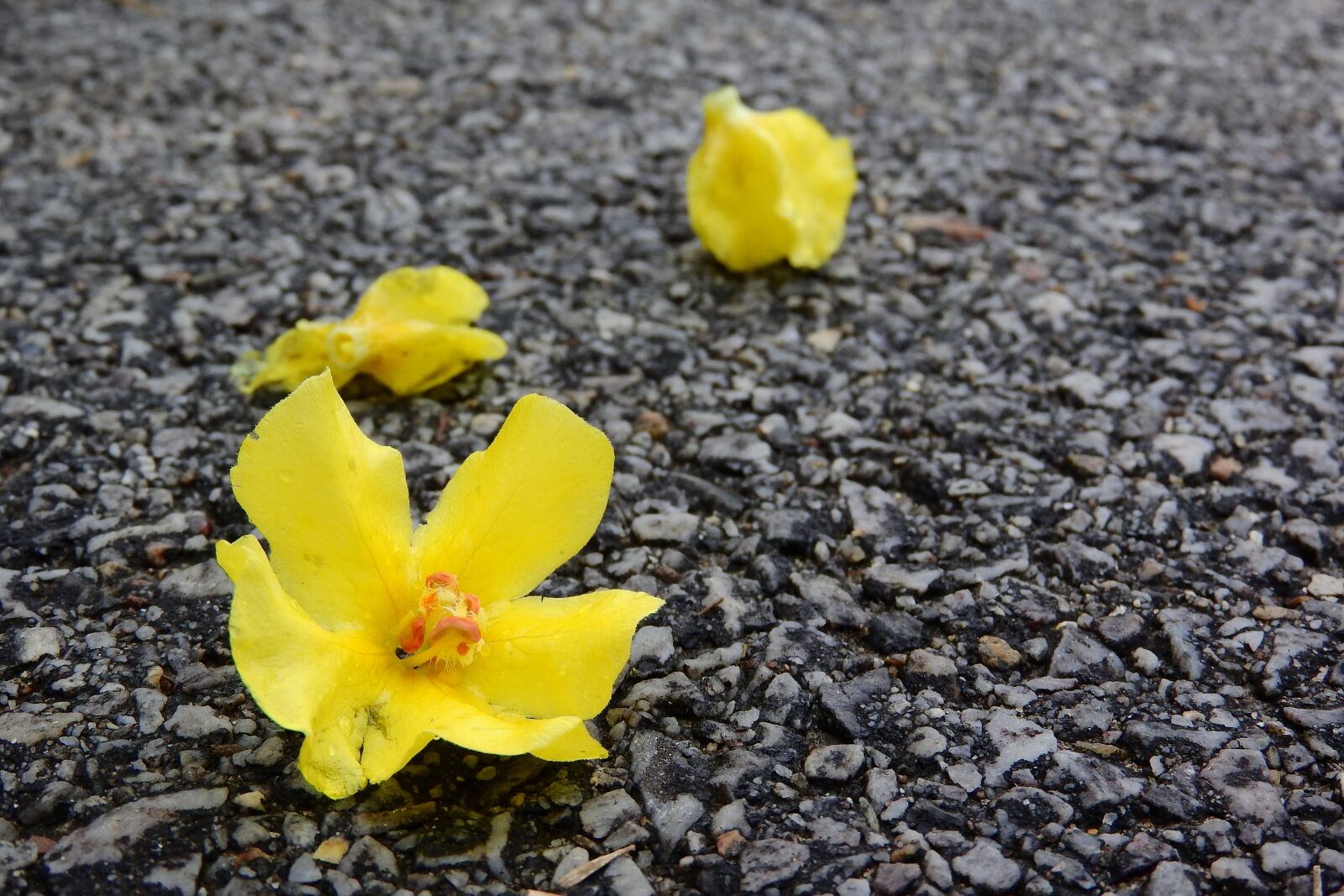 Nikon Coolpix P610 sample photo. Verbascum, mullein, yellow flowers photography