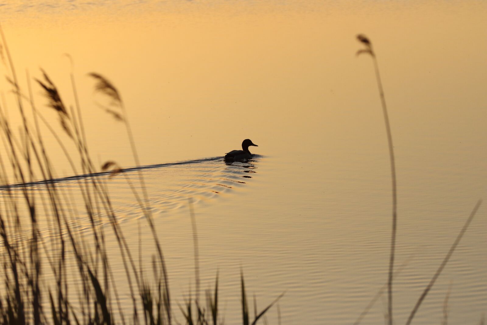 Canon EOS 7D Mark II sample photo. Duck, lake, sunrise photography