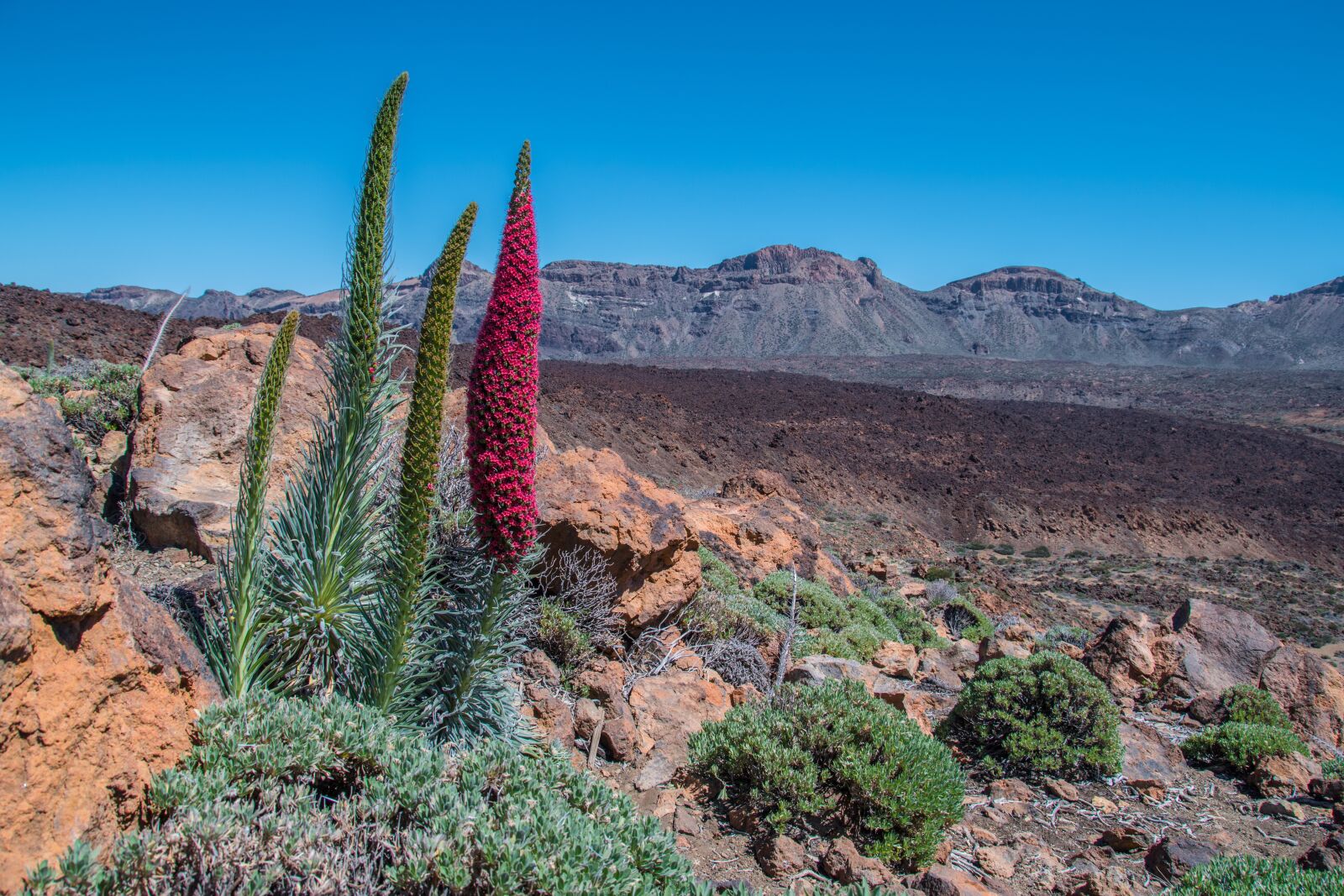 Nikon D5500 sample photo. Tenerife, teide national park photography