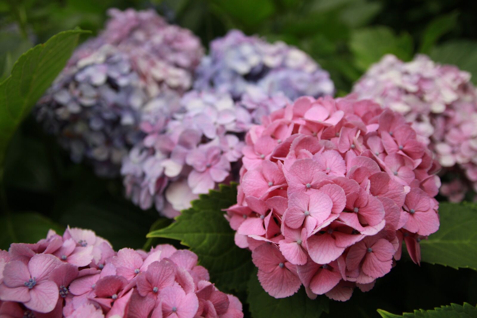 Canon EOS 7D sample photo. Hydrangea, plant, flowers photography