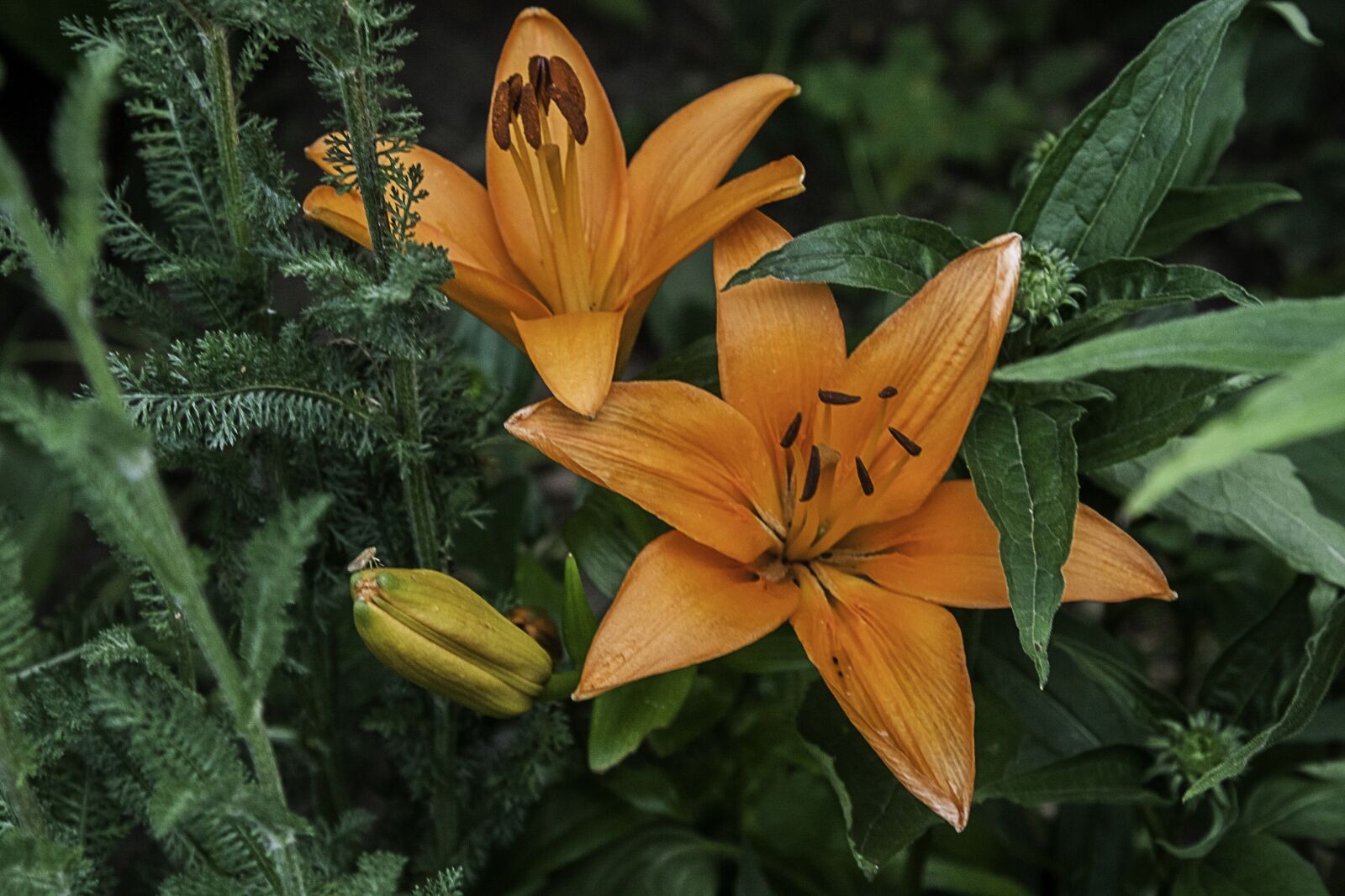 Canon EOS 450D (EOS Rebel XSi / EOS Kiss X2) sample photo. Orange lillies blooming, doom photography