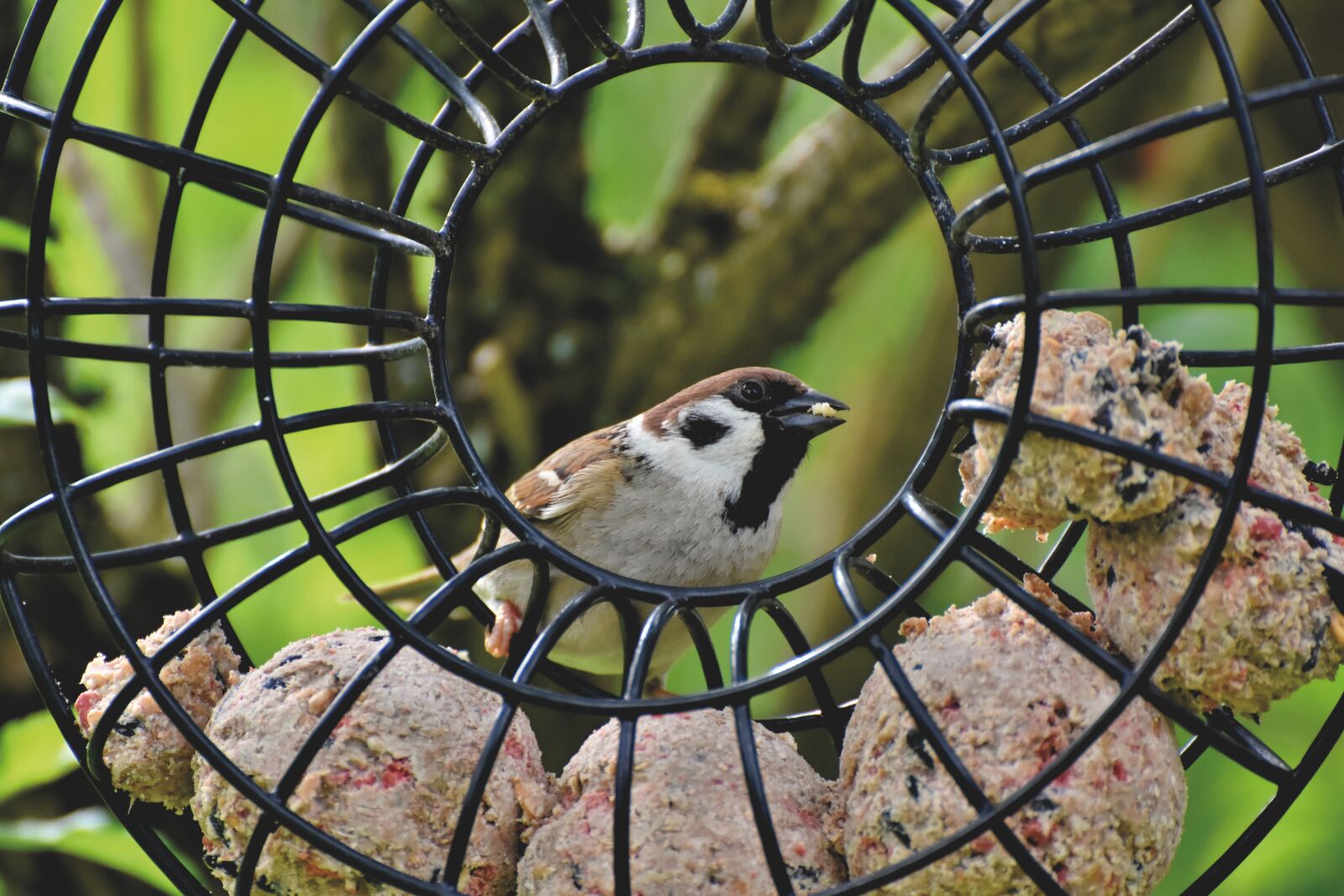 Nikon D7200 sample photo. Sparrow, sperling, bird photography