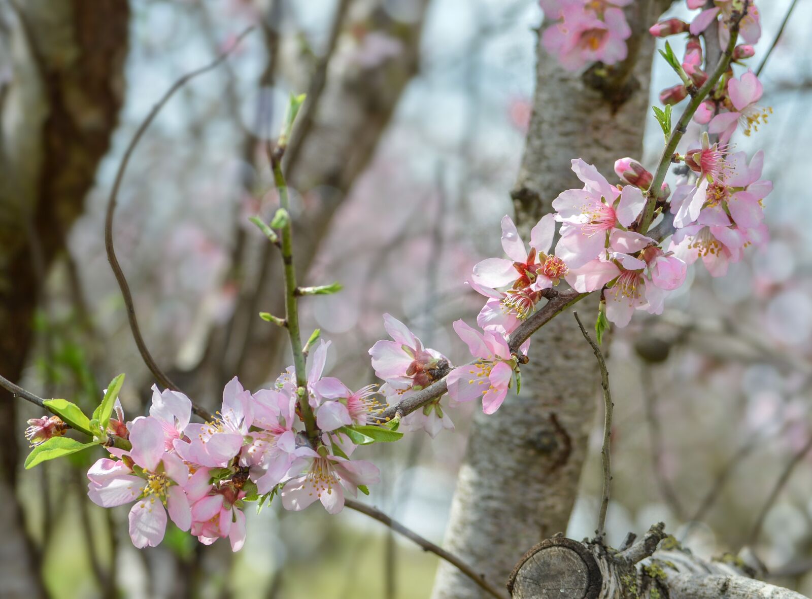 Nikon D3200 sample photo. Flower, tree, branch photography