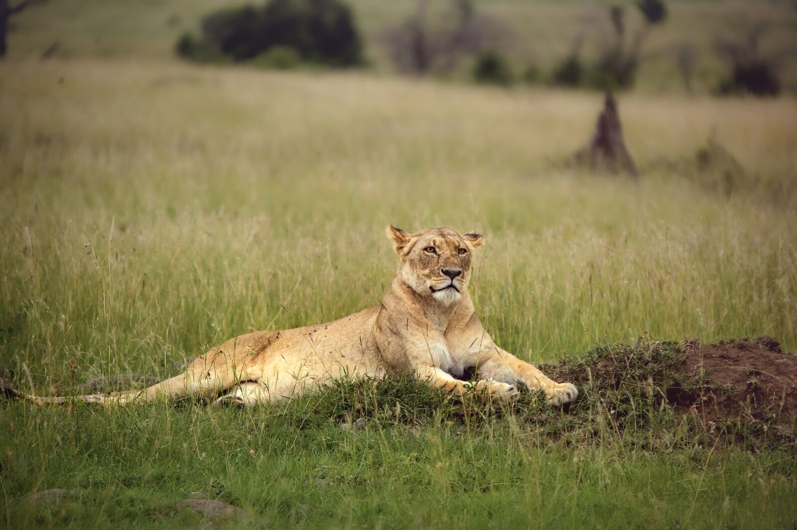 Nikon D3S sample photo. Animal, lion, safari photography