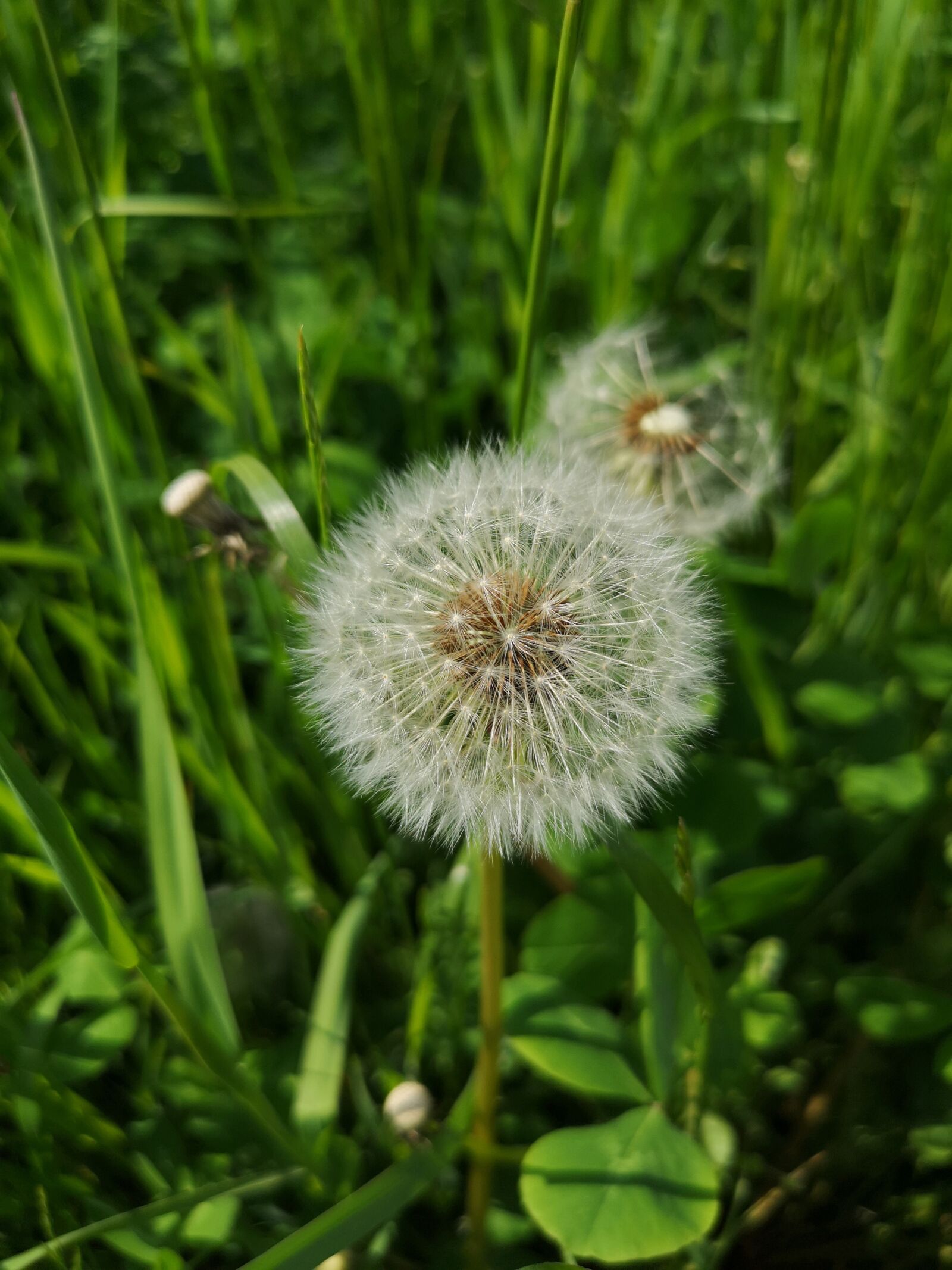 HUAWEI CLT-L29 sample photo. Dandelion, grass, green photography