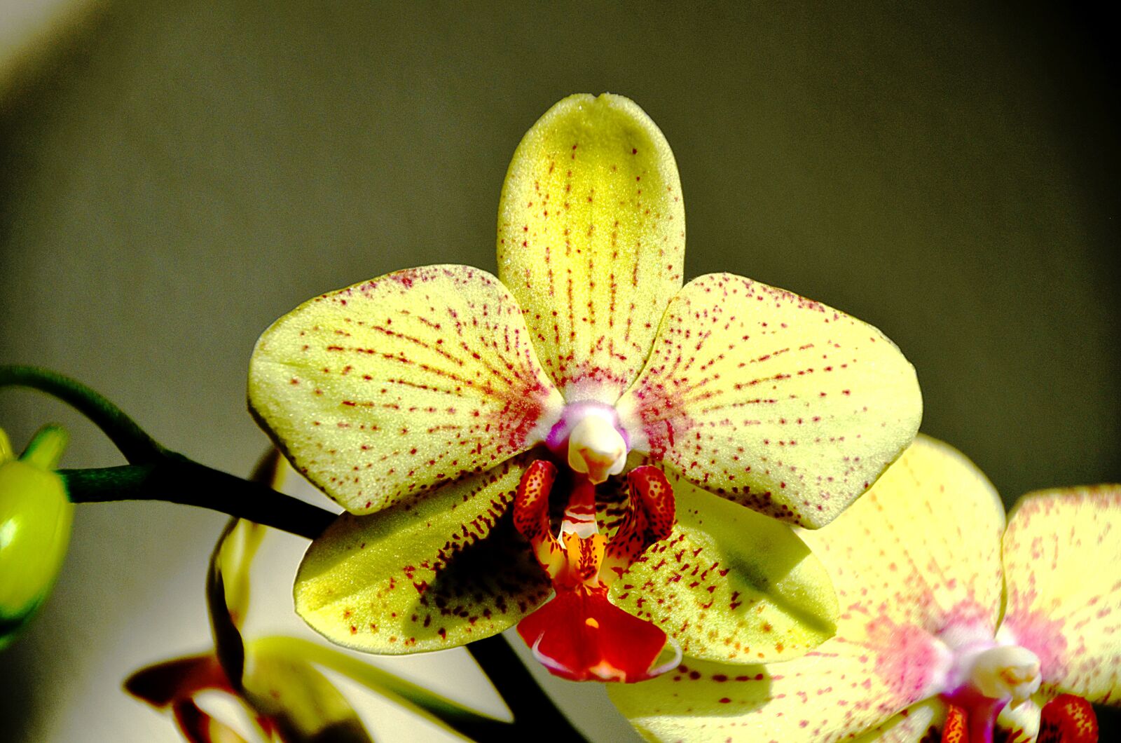 Nikon D5100 sample photo. Orchid, yellow flower, pink photography