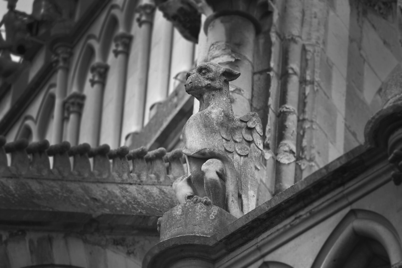Nikon D5600 sample photo. Gargoyle, dragon, creature photography