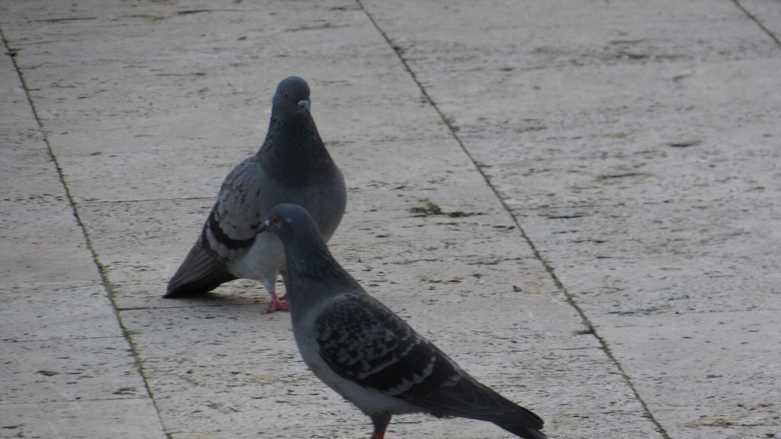 Canon PowerShot SX520 HS sample photo