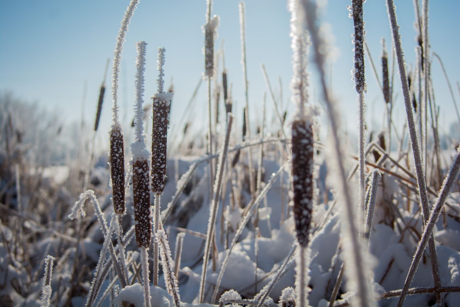 Nikon D7100 sample photo. Nature, grass, field photography