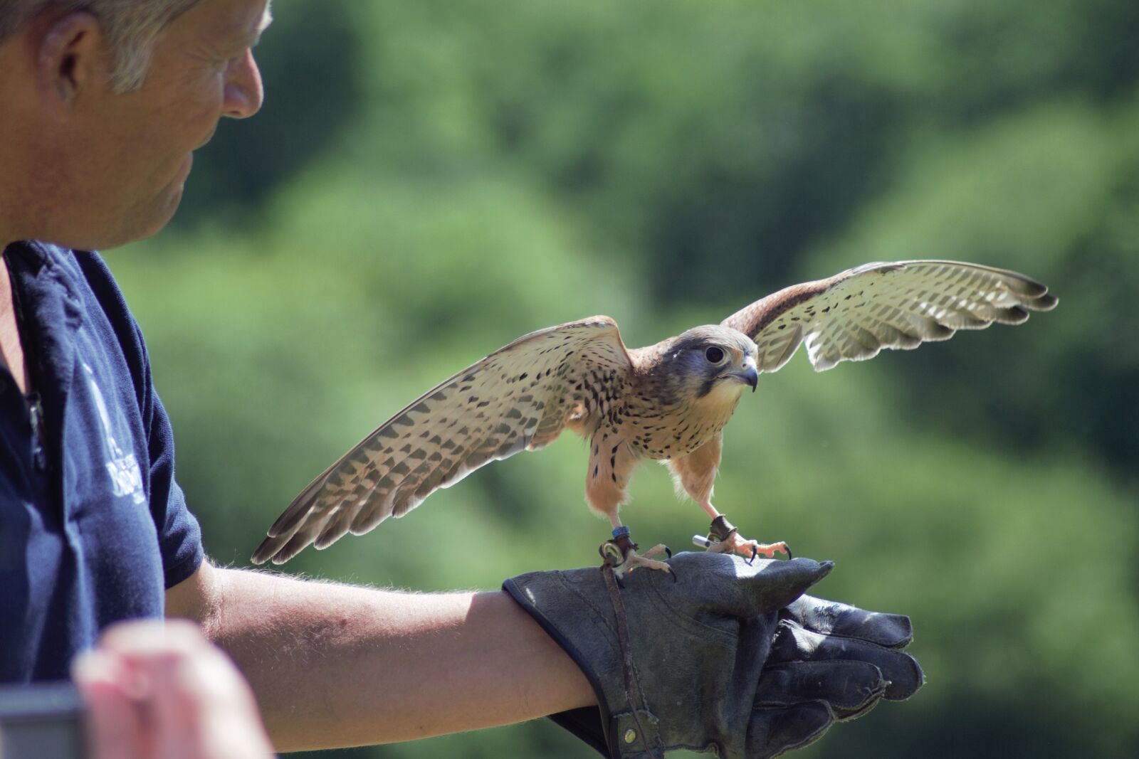 Nikon D5300 sample photo. Kestrel, falcon, bird photography