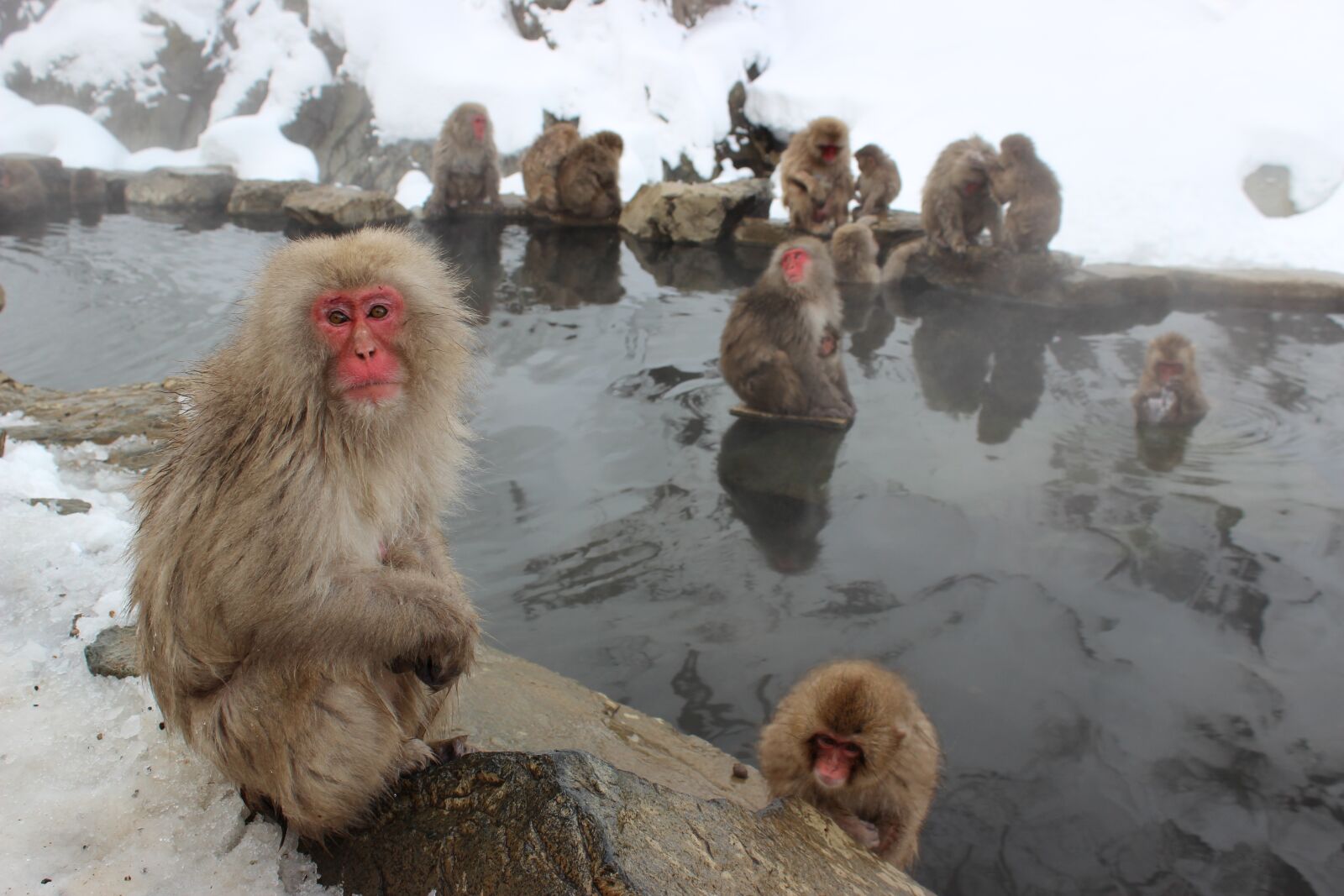 Canon EOS 600D (Rebel EOS T3i / EOS Kiss X5) sample photo. Snow monkeys, macaque, japanese photography