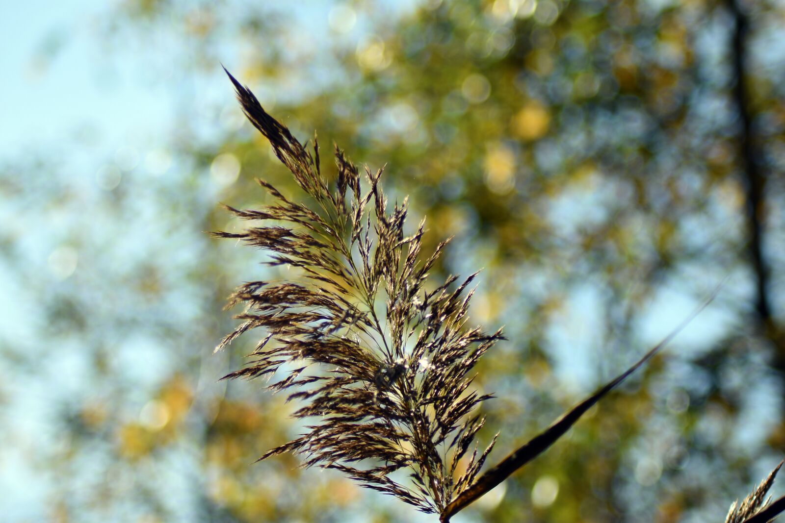 Nikon D3400 sample photo. Grass, marsh, reeds photography