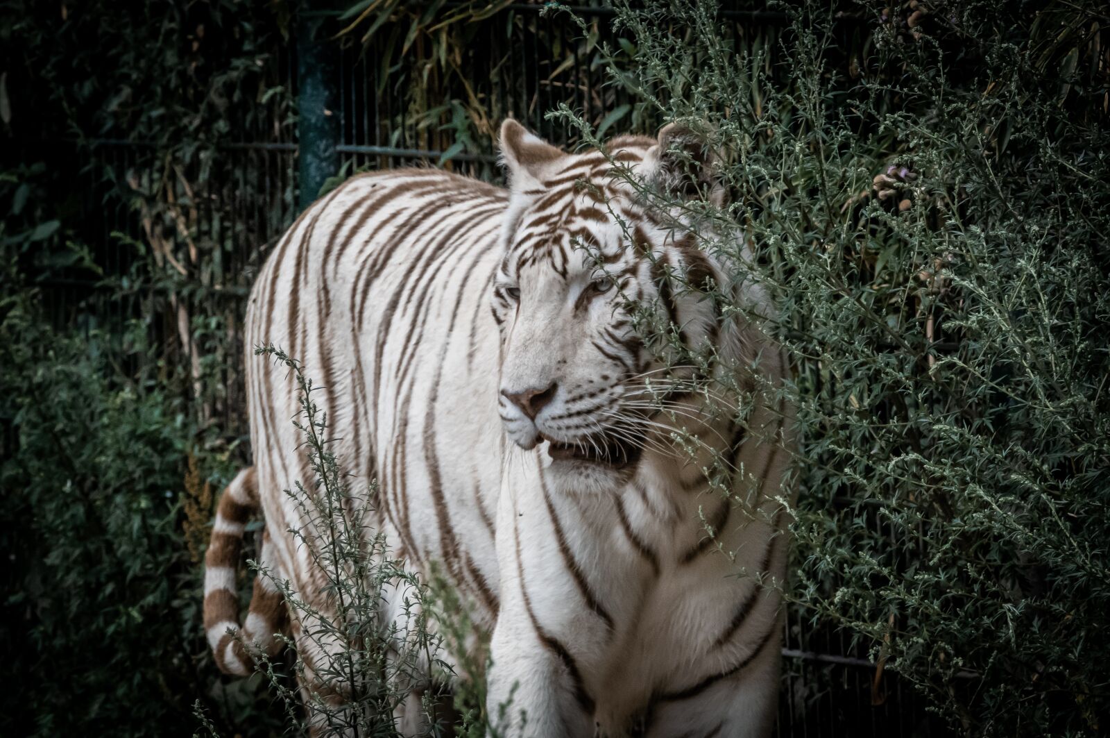Canon EOS 80D sample photo. Tiger, white tiger, predator photography