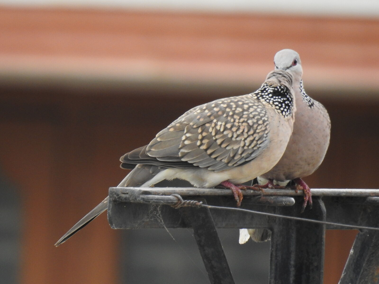 Nikon Coolpix P900 sample photo. Spotted, dove, spotted, doves photography