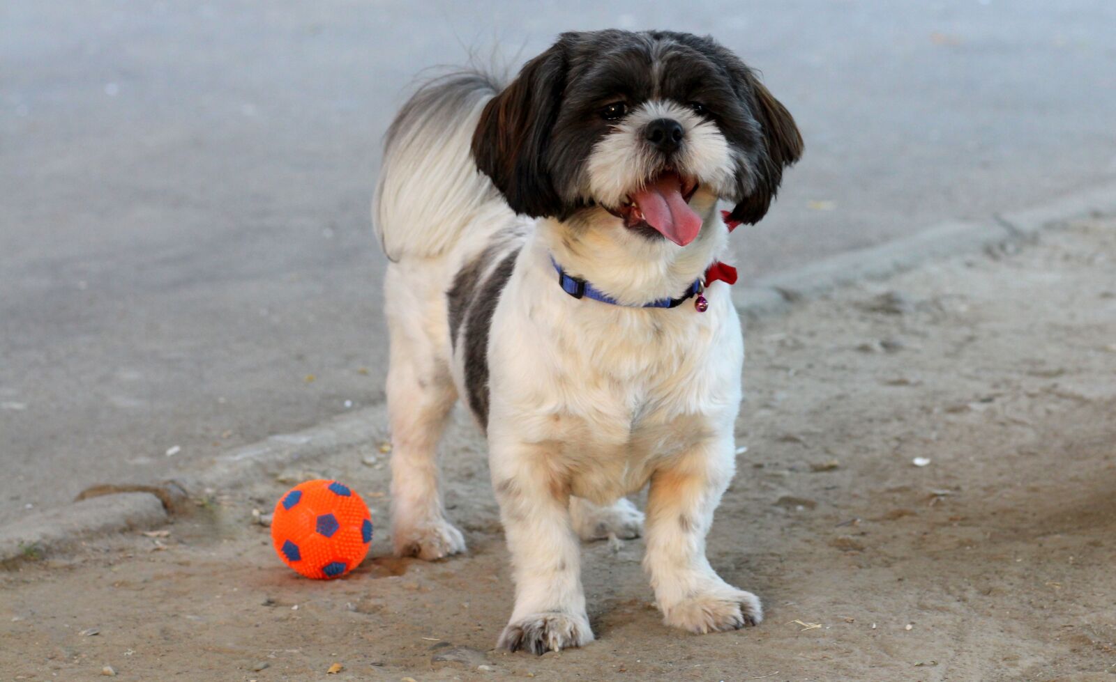 Canon EOS 700D (EOS Rebel T5i / EOS Kiss X7i) + Canon EF 85mm F1.8 USM sample photo. Dog, play, ball photography