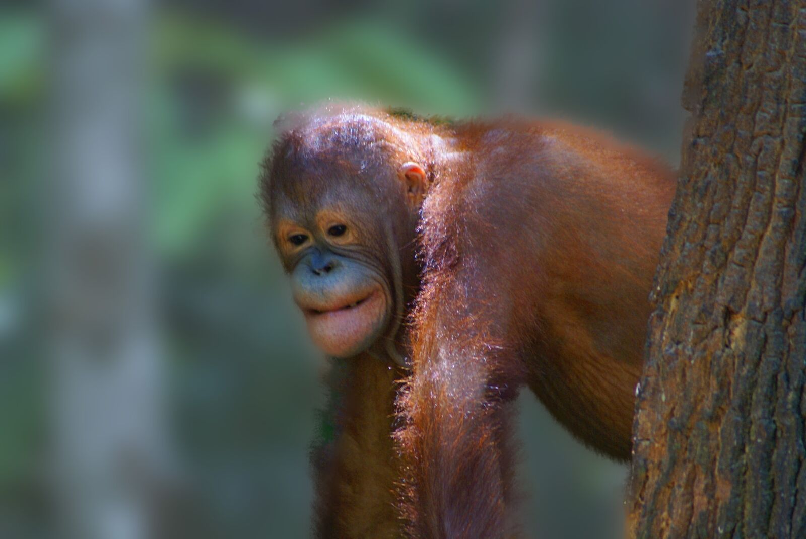 Sony Alpha DSLR-A100 sample photo. Animal, orangutan, borneo photography