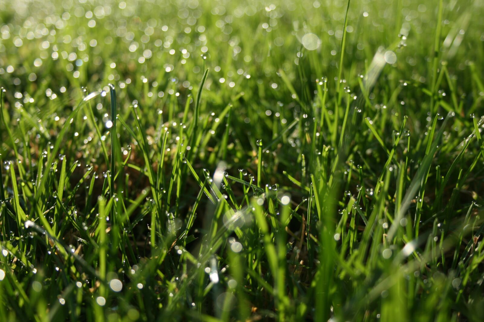 Canon EOS 400D (EOS Digital Rebel XTi / EOS Kiss Digital X) sample photo. Grass, dew, morning photography