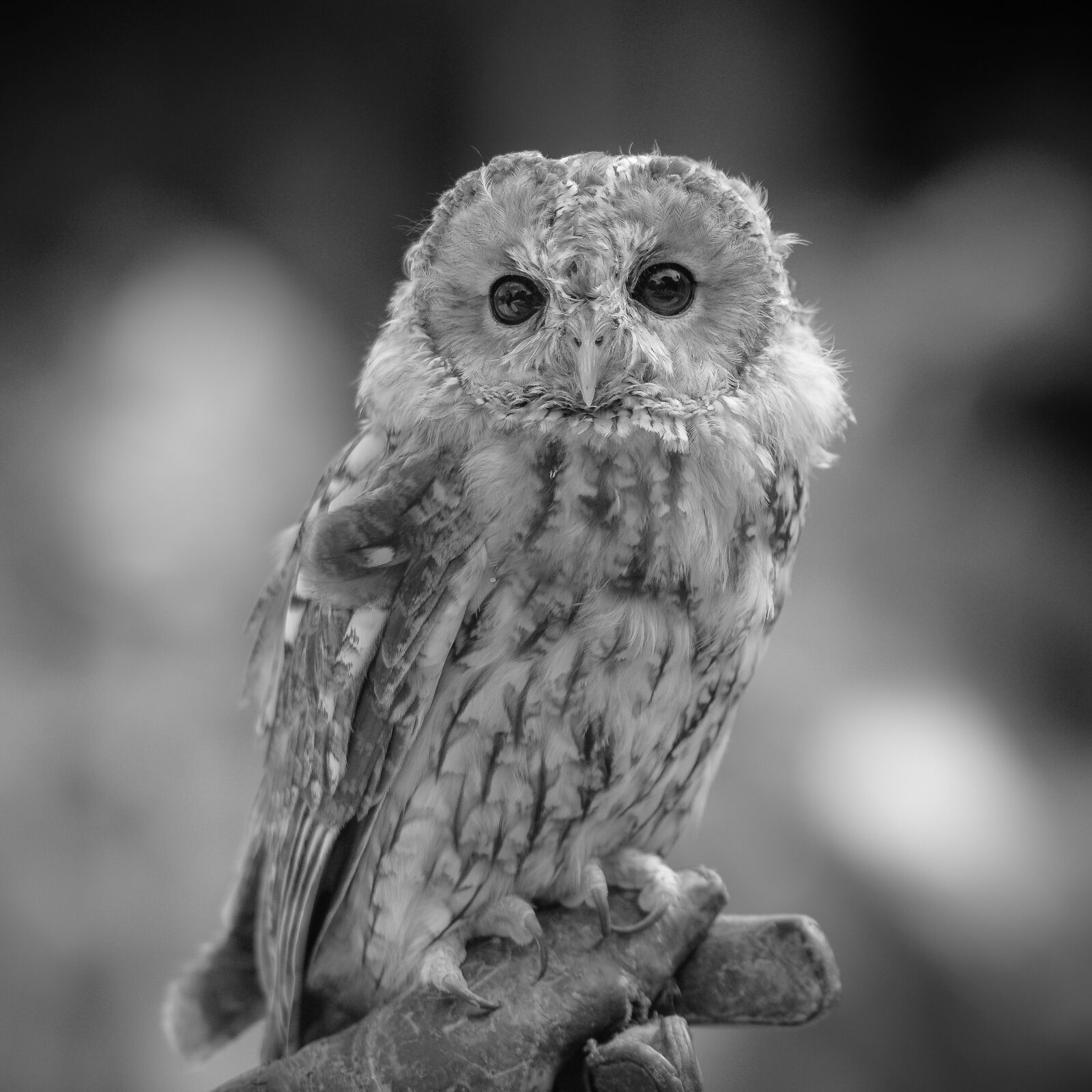Nikon D750 sample photo. Animals, birds, zoo photography