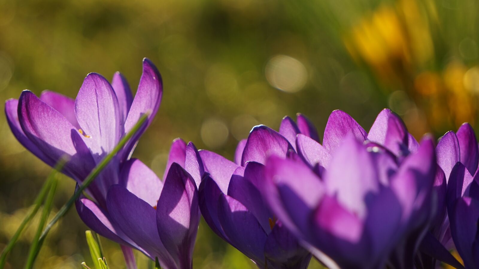 Sony Alpha a5000 (ILCE 5000) + Sony E 55-210mm F4.5-6.3 OSS sample photo. Crocus, flower, spring photography