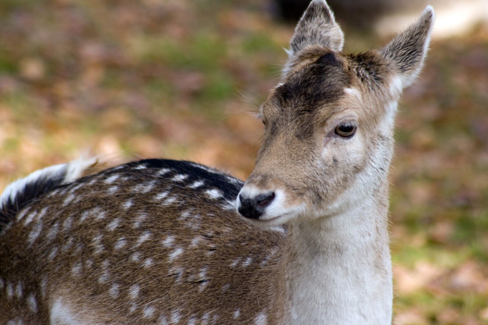 Canon EOS 400D (EOS Digital Rebel XTi / EOS Kiss Digital X) sample photo. Fallow deer, forest, nature photography