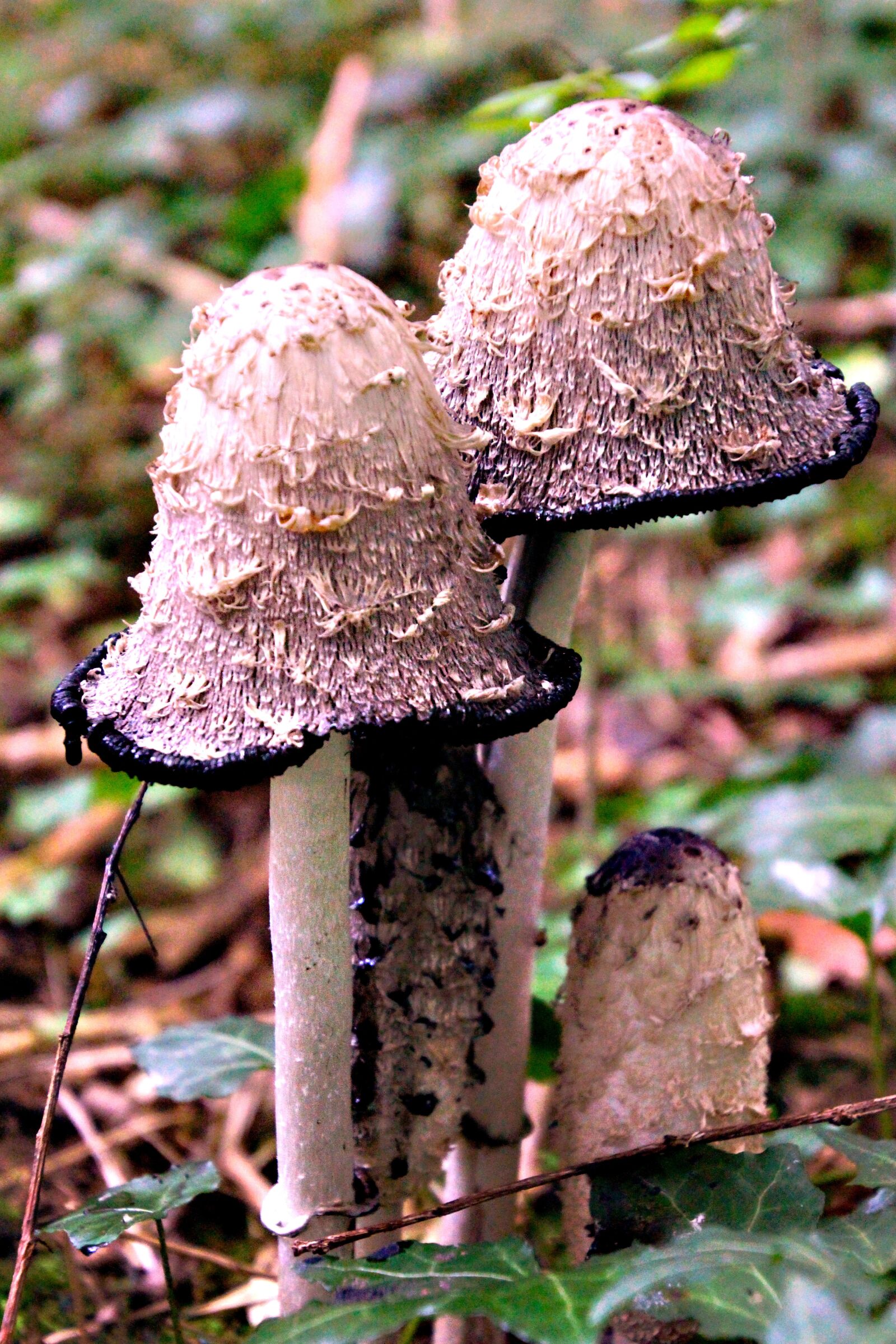Canon EOS 700D (EOS Rebel T5i / EOS Kiss X7i) sample photo. Toadstools, fungi, mushroom photography