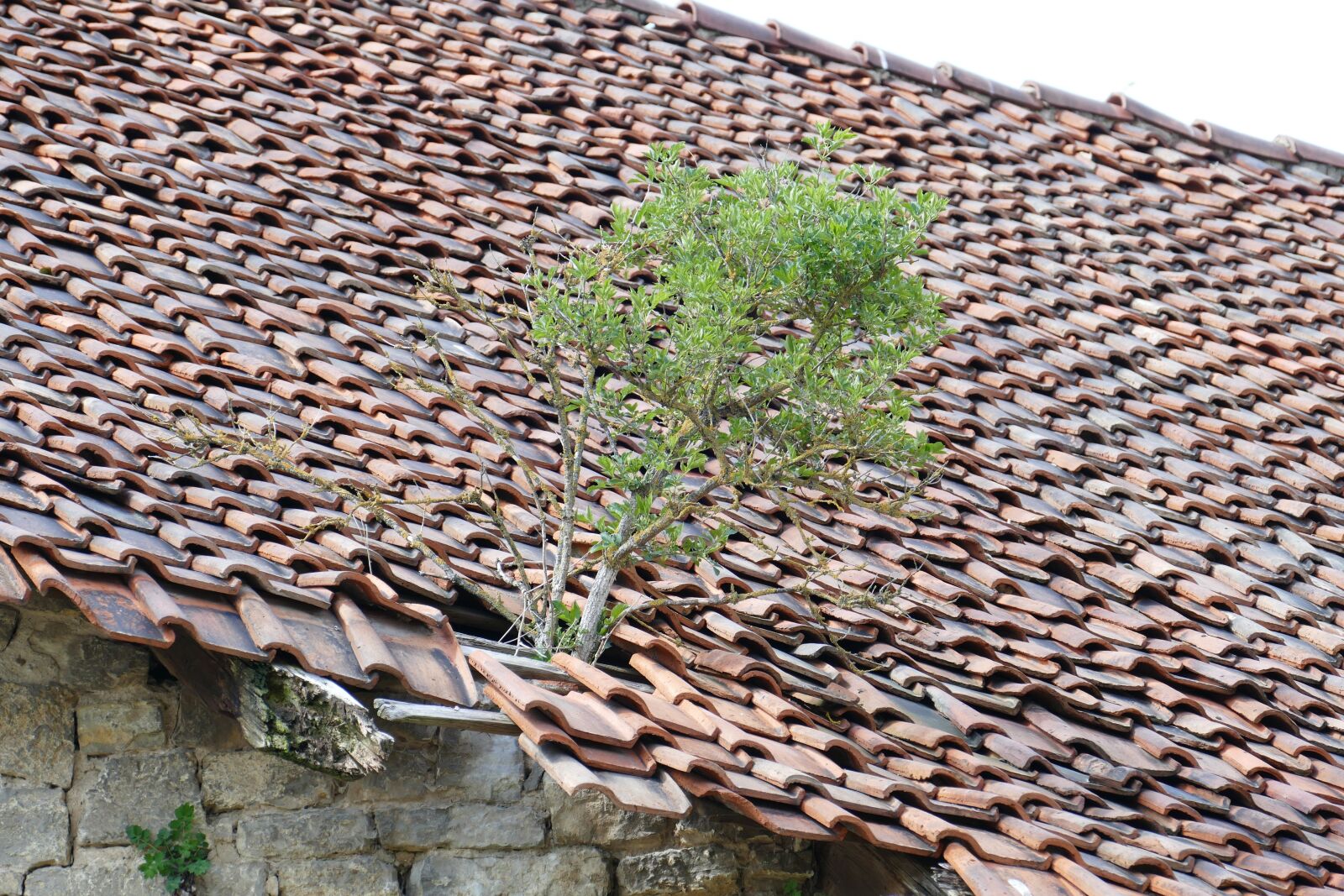 Panasonic Lumix DMC-FZ1000 sample photo. Ruin, roof, bäumchen photography