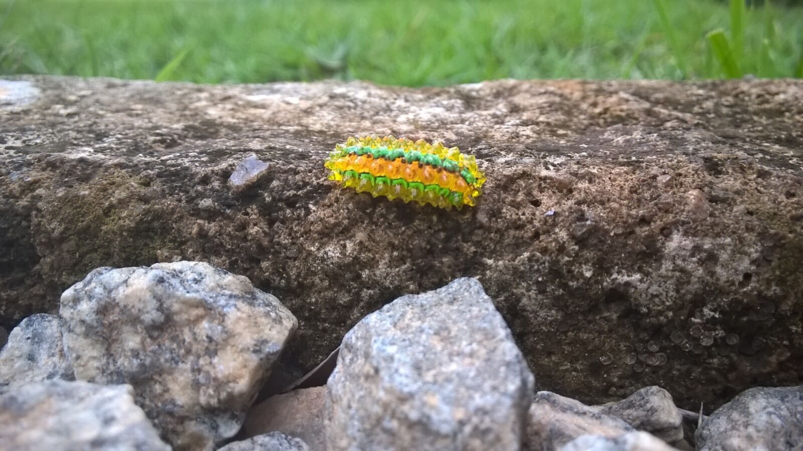 Nokia Lumia 830 sample photo. Caterpillar, jewel, insect photography