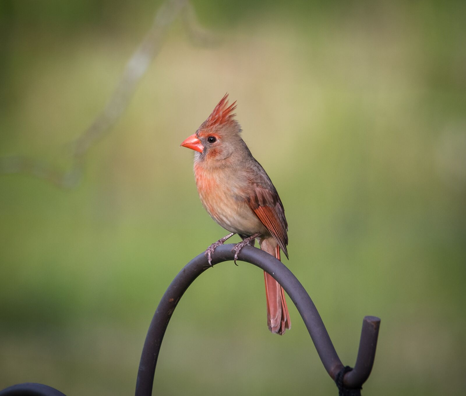 Nikon D750 sample photo. Bird, nature, animal photography