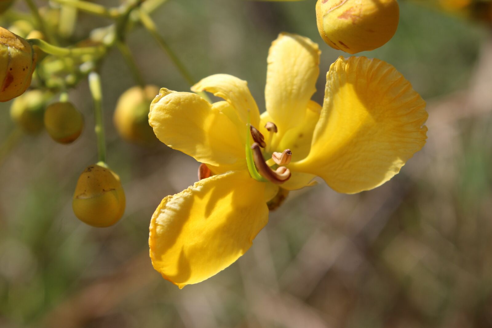 Canon EOS 1200D (EOS Rebel T5 / EOS Kiss X70 / EOS Hi) sample photo. Nature, africa, zambia photography