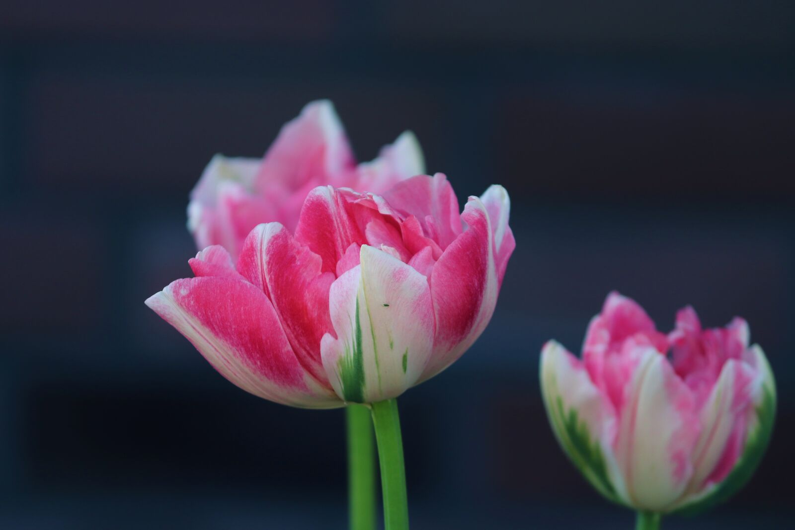 Canon EOS 200D (EOS Rebel SL2 / EOS Kiss X9) sample photo. Tulips, red, pink photography