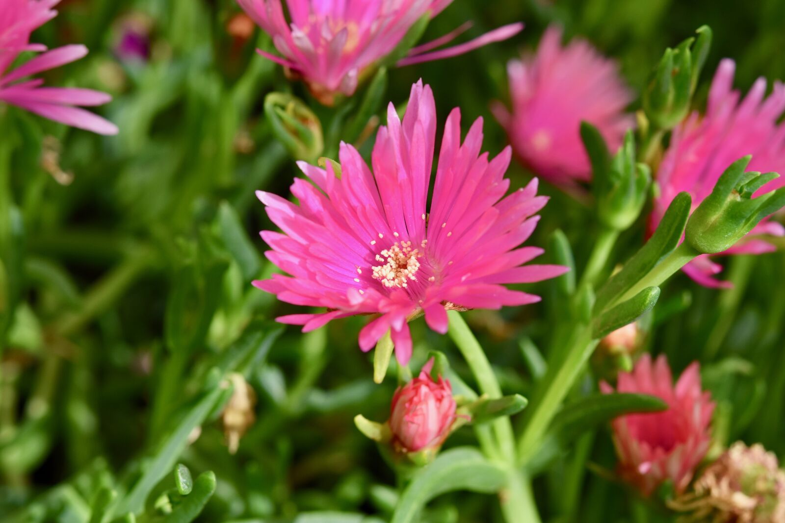 Nikon D5600 sample photo. Flower, pink flower, plant photography