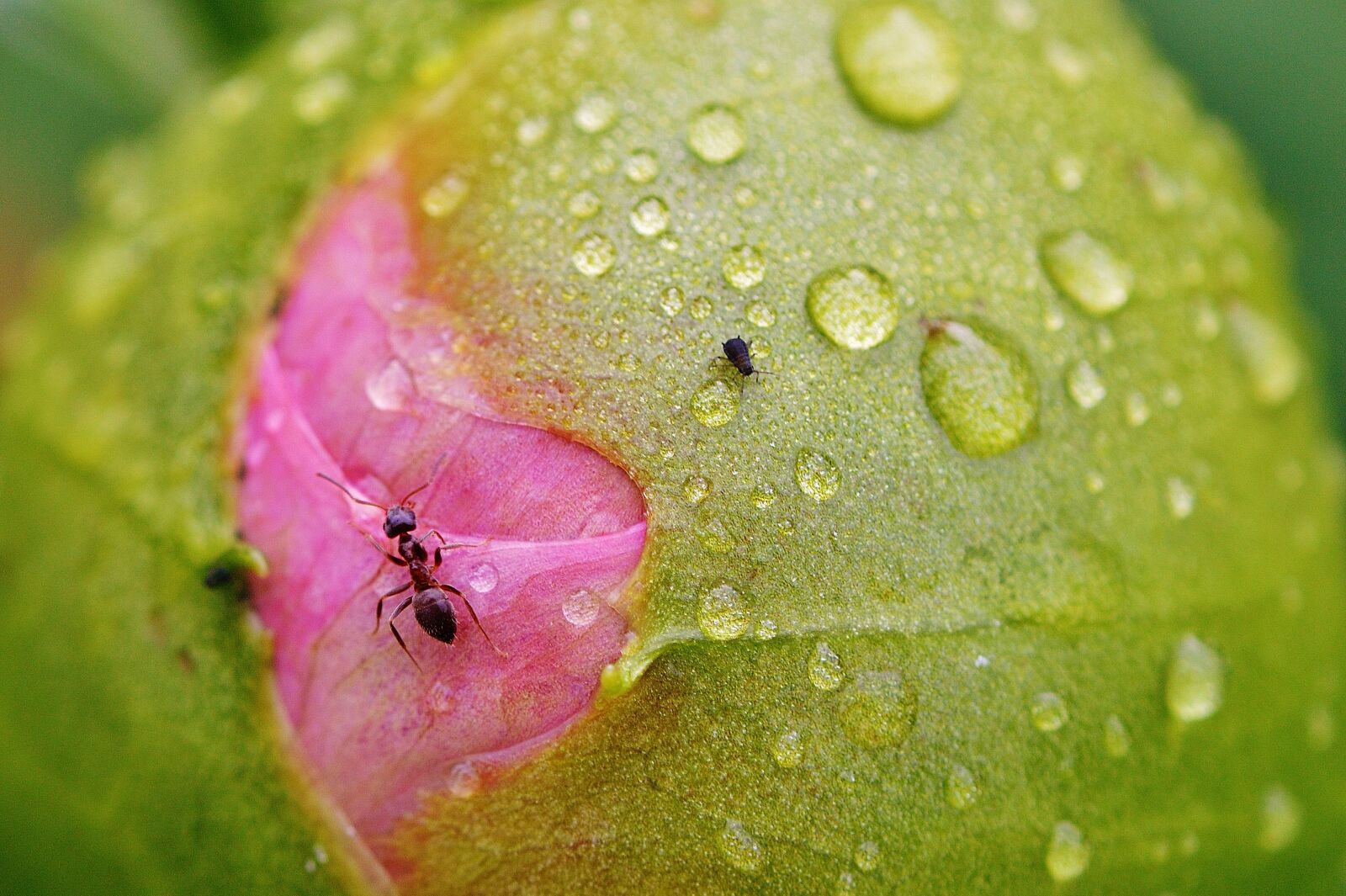 Nikon D3200 sample photo. Peony, bud, ants photography
