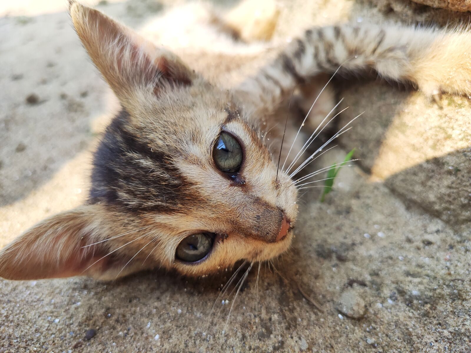 Xiaomi Redmi K20 sample photo. Cat, sleeping, kitten photography