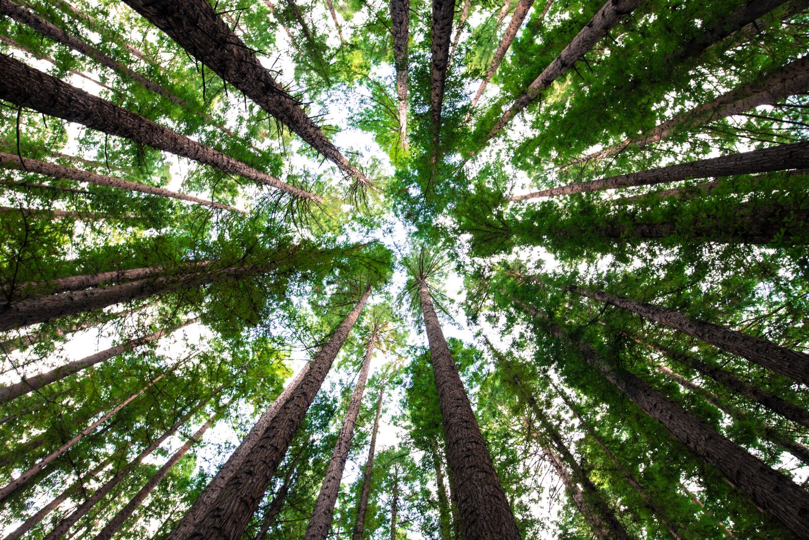 Canon EOS 6D sample photo. Forest, nature, trees photography