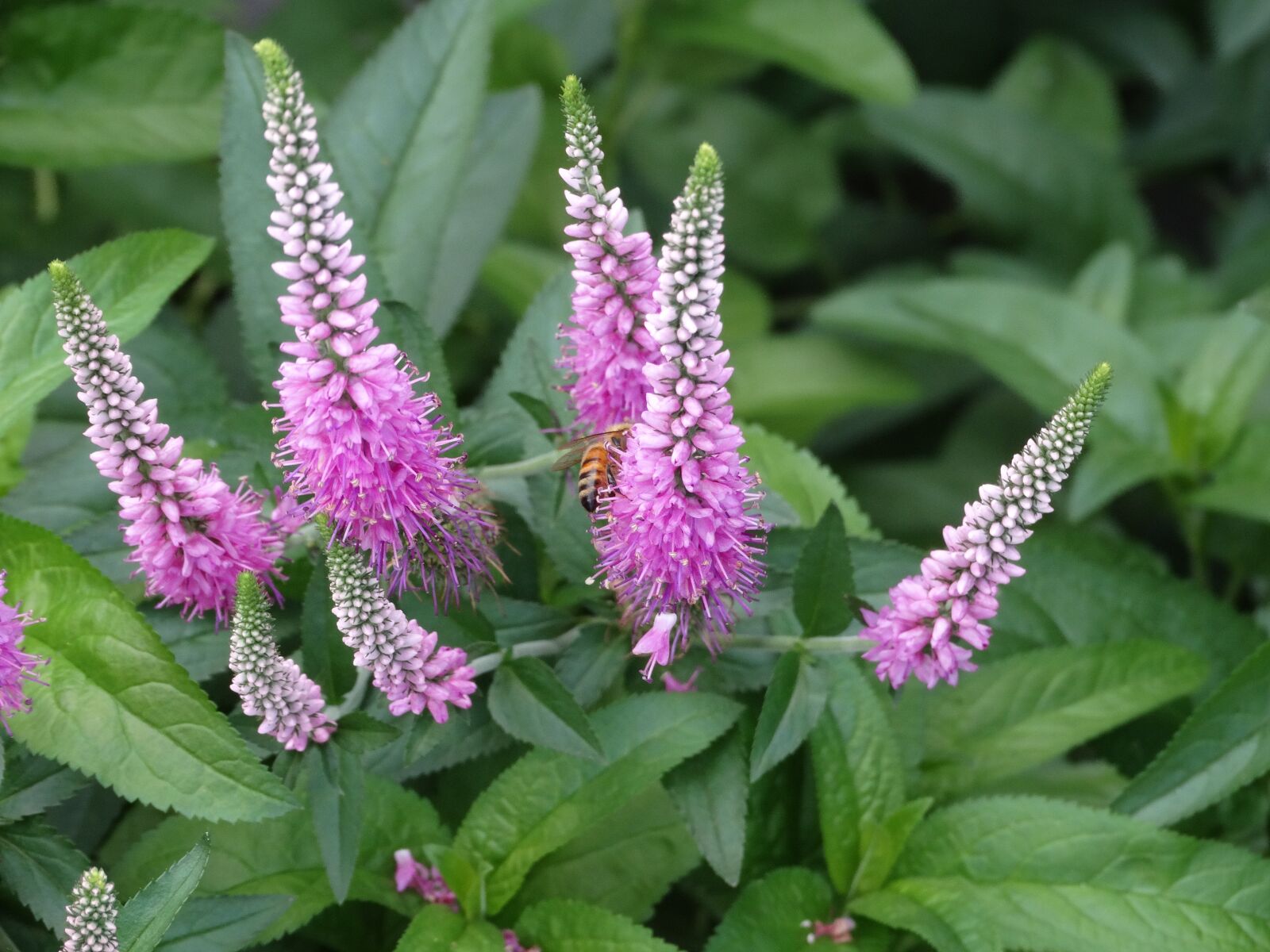 Sony Cyber-shot DSC-HX300 sample photo. Pink flowers, green leaves photography