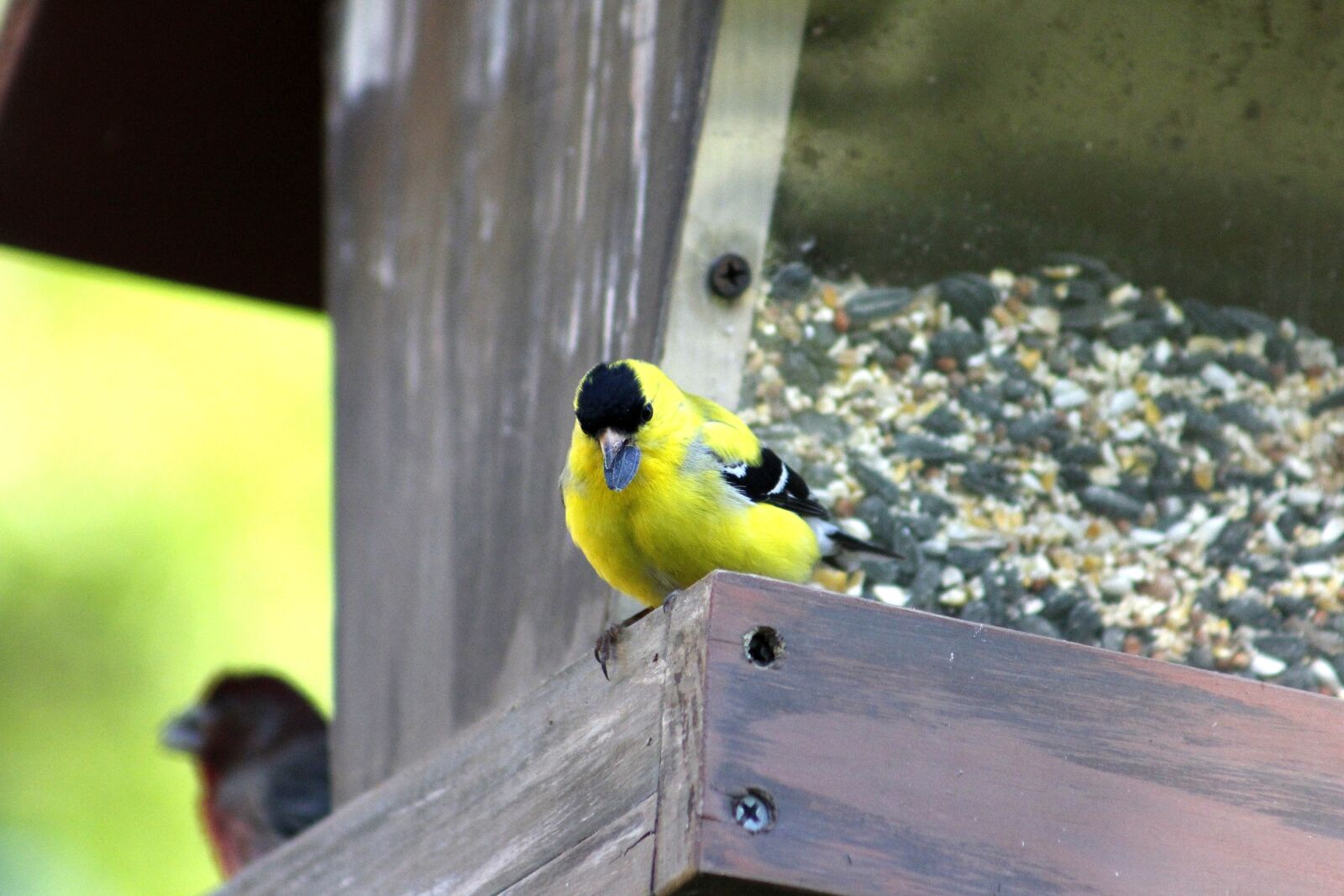 Canon EOS 550D (EOS Rebel T2i / EOS Kiss X4) sample photo. Bird, nature, wildlife photography