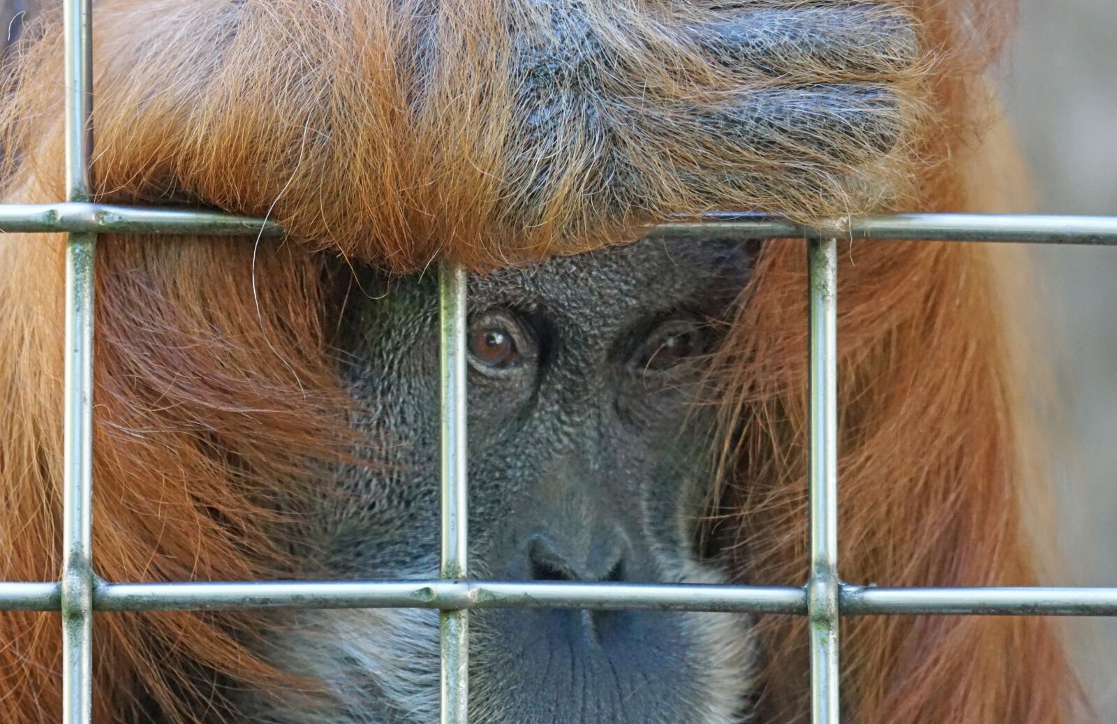 Sony ILCA-77M2 + Sony 70-400mm F4-5.6 G SSM sample photo. Orang utan, ape, primate photography