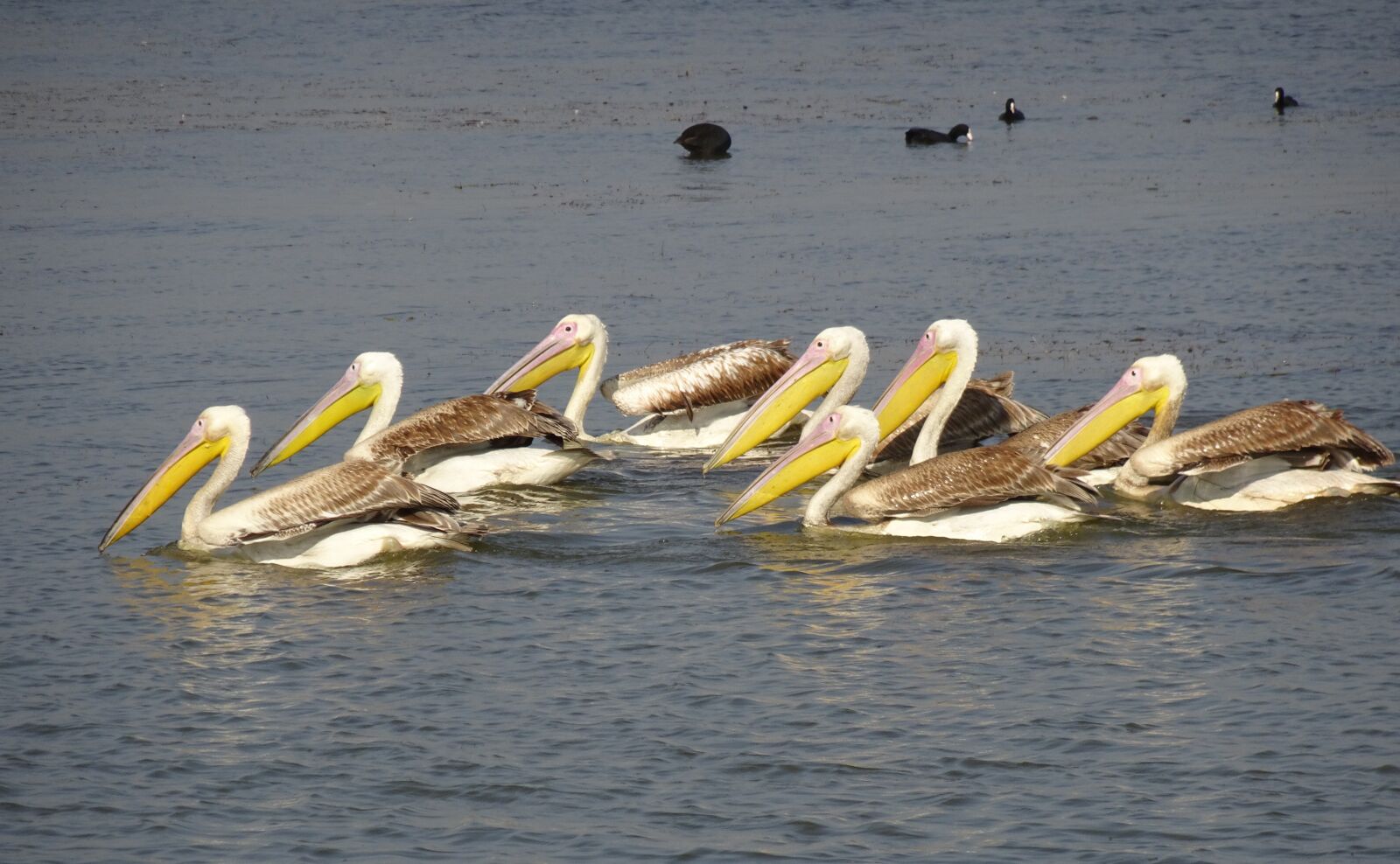 Sony Cyber-shot DSC-HX90V sample photo. Great white pelican, pelecanus photography
