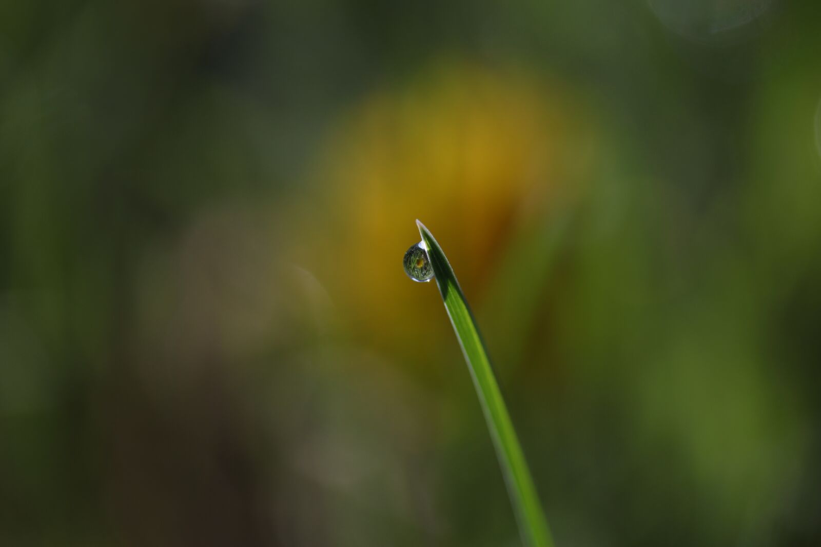 Canon EF-S 60mm F2.8 Macro USM sample photo. Grass, dew, green photography