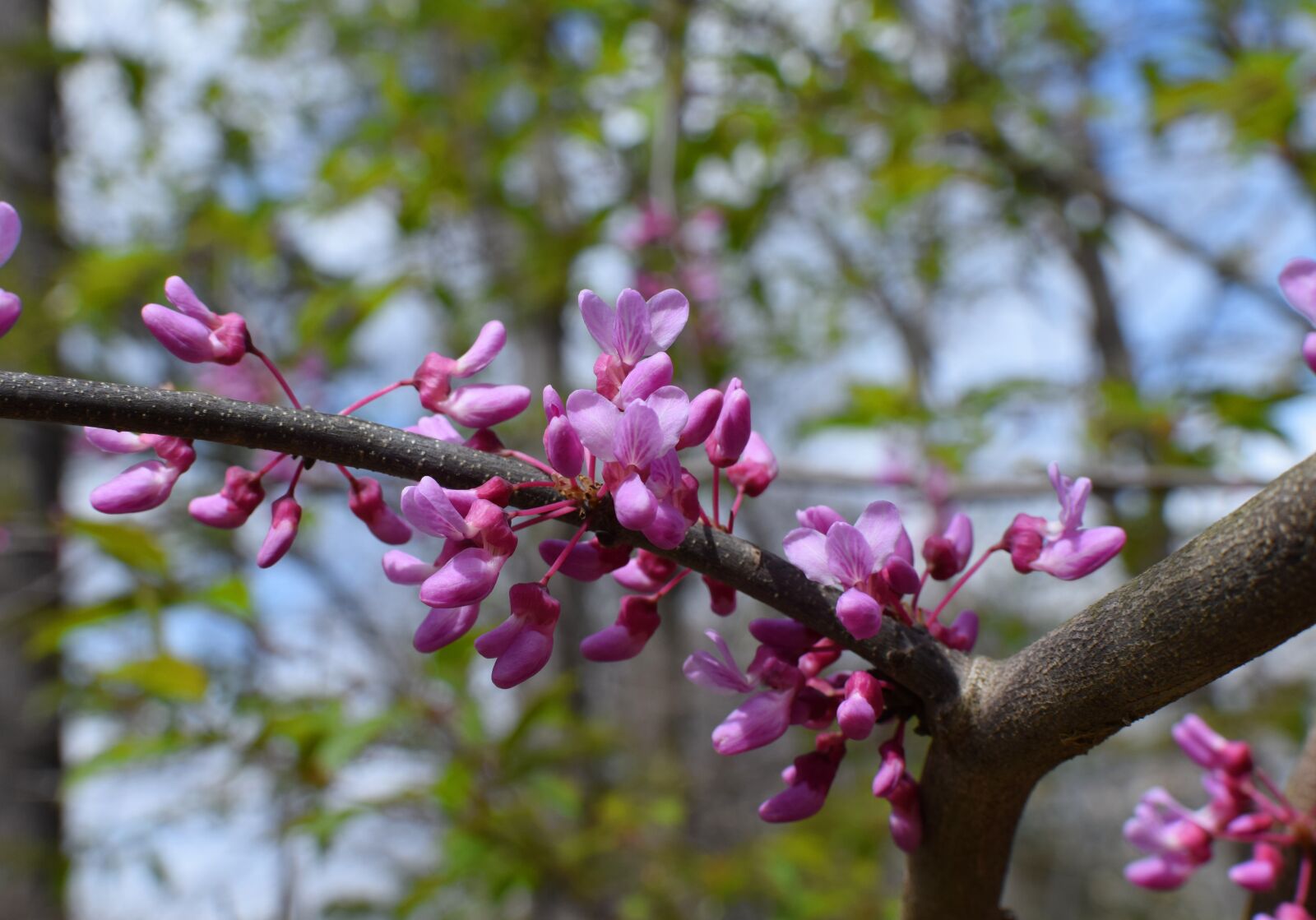 Nikon D3300 sample photo. Redbud, flower, tree photography