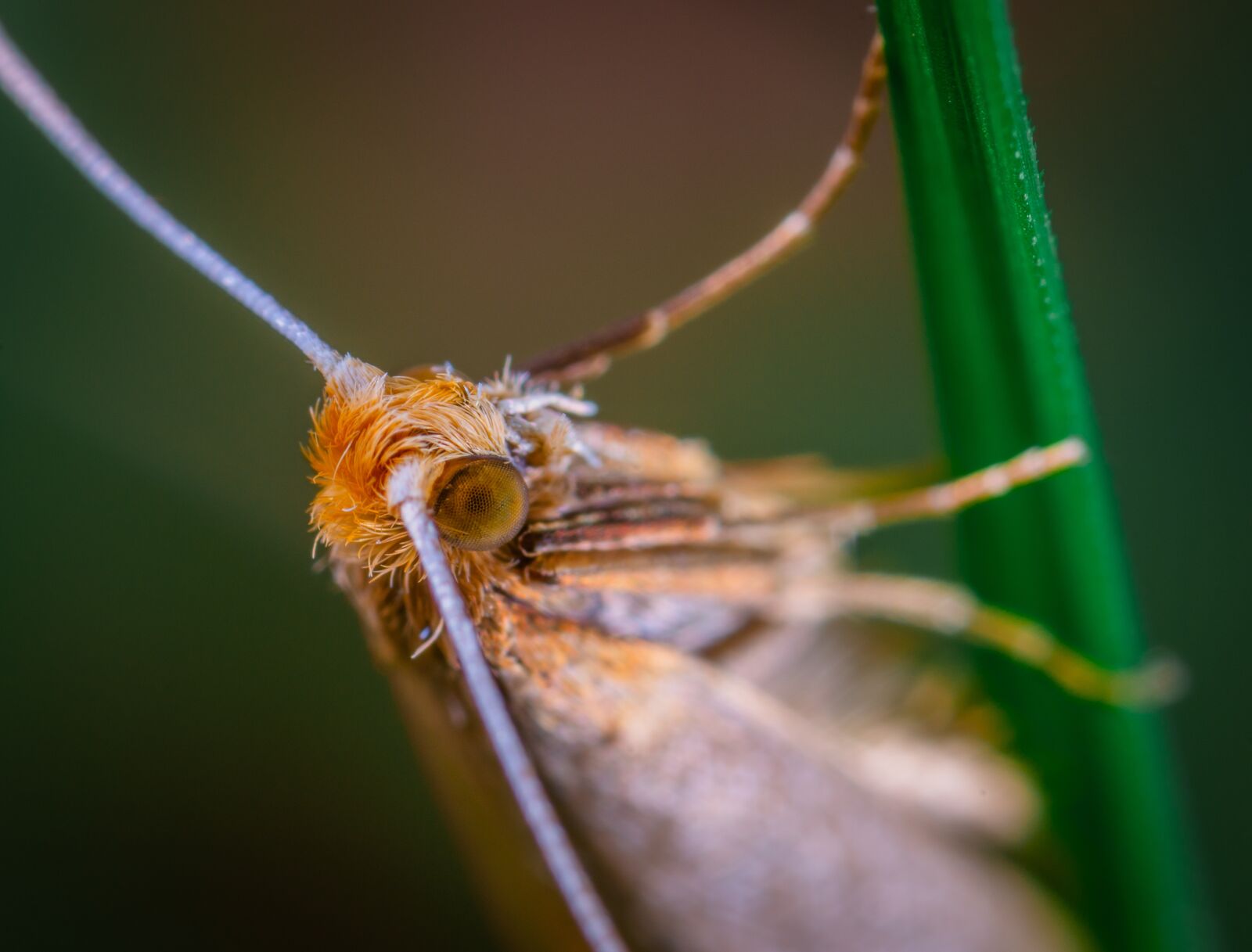 #124 65/2.8 sample photo. Macro, insect, mol photography