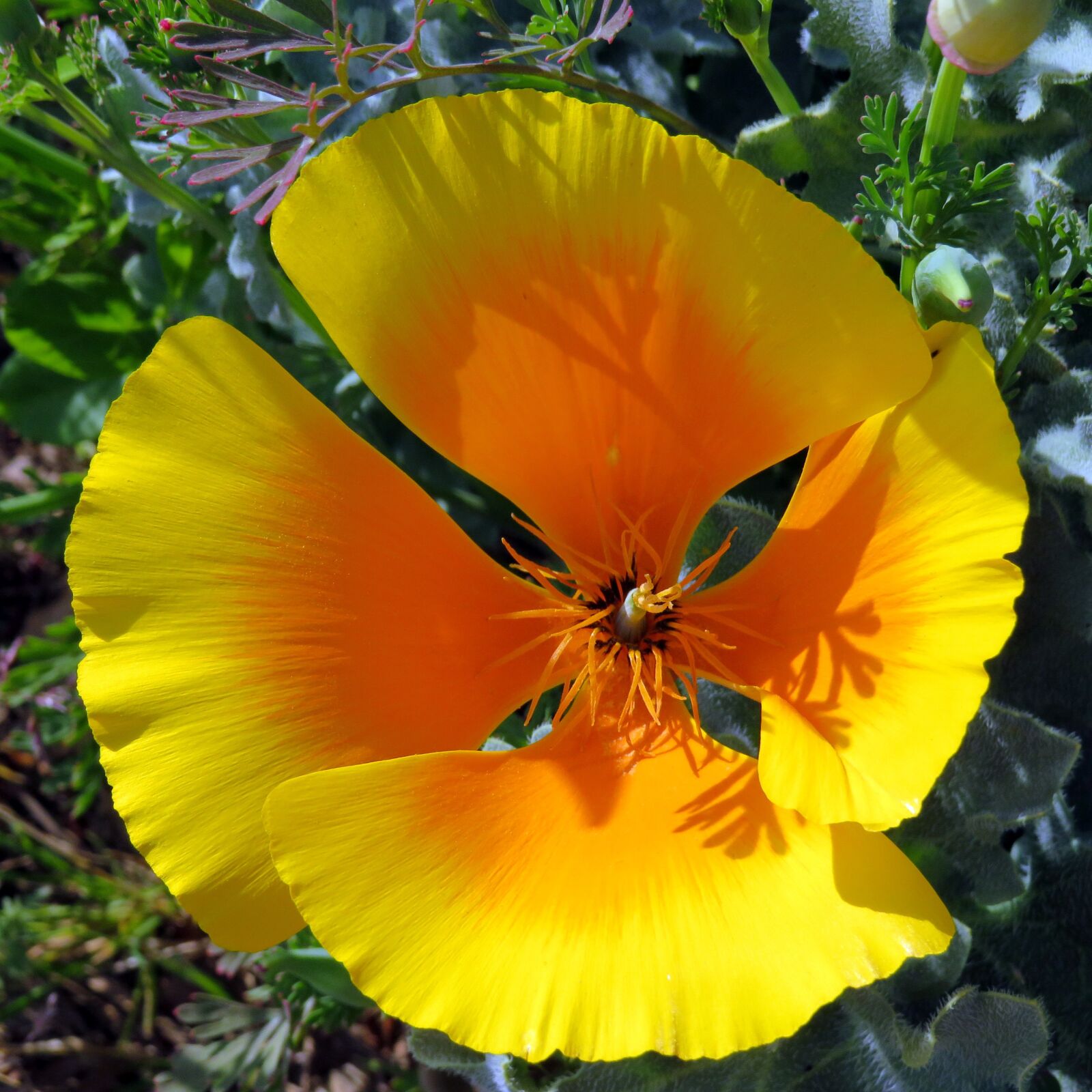 Canon PowerShot SX540 HS sample photo. Yellow, orange, poppy photography