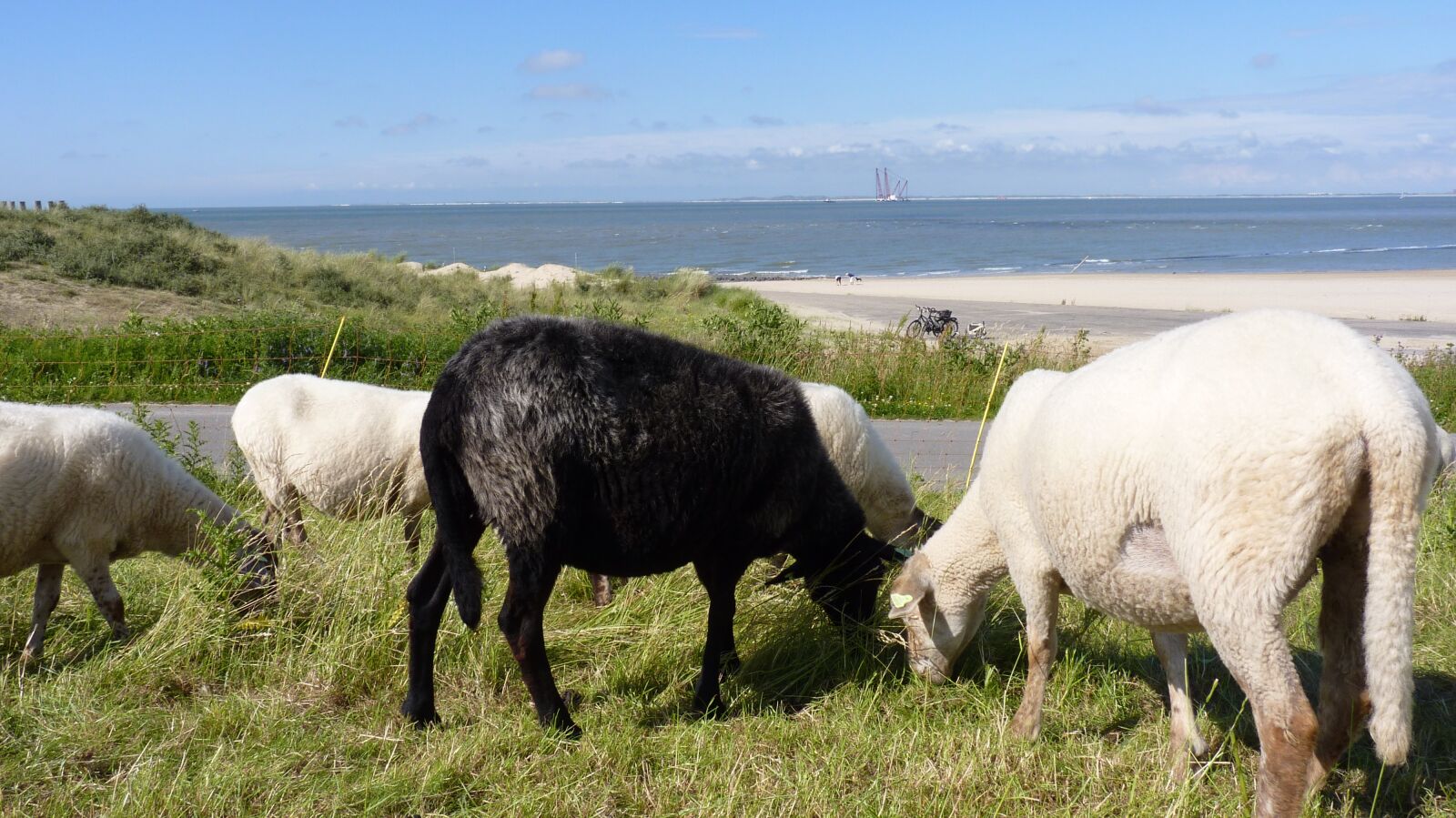 Panasonic Lumix DMC-FZ35 (Lumix DMC-FZ38) sample photo. Animal, sheep, graze photography