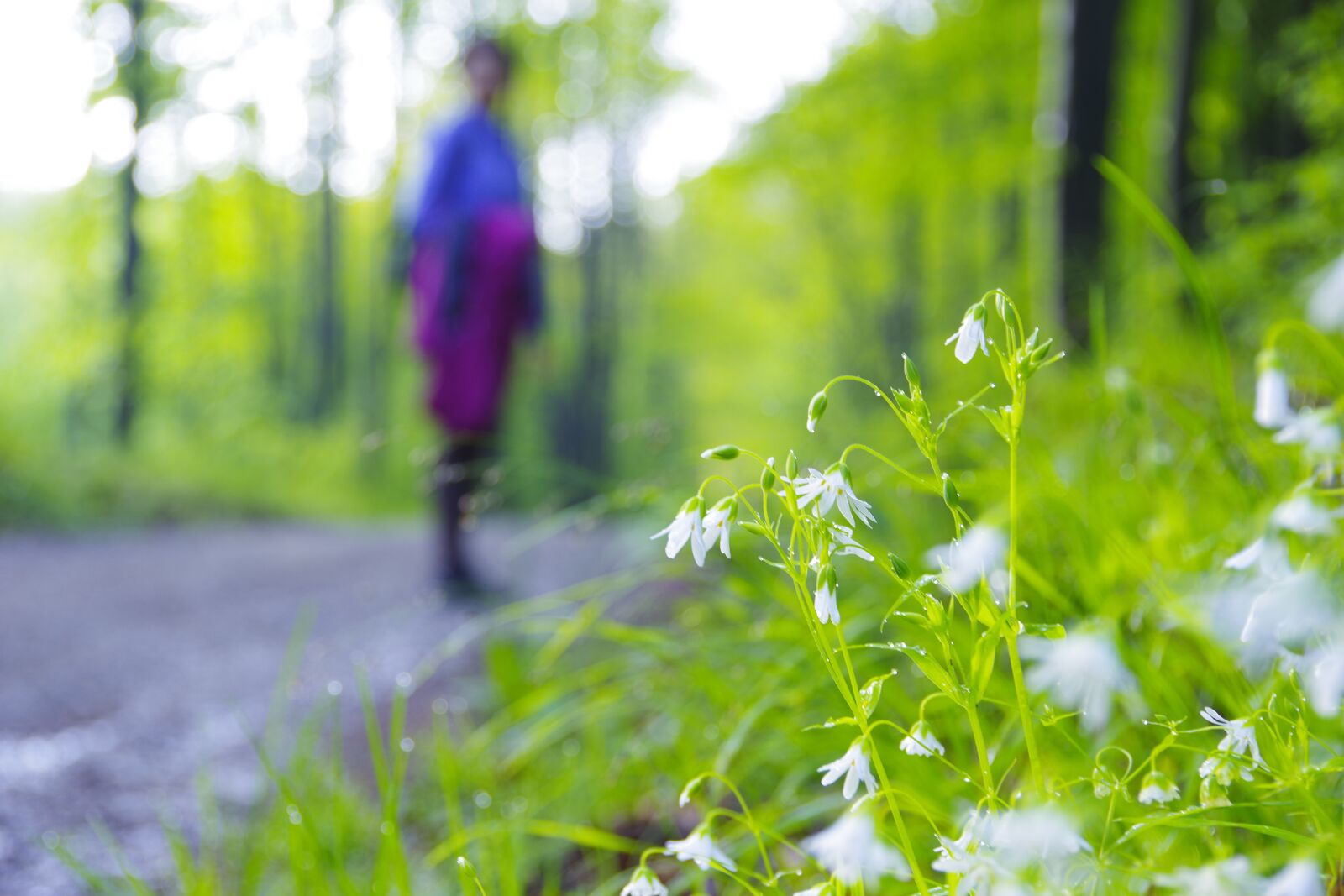 Pentax K-70 sample photo. Flowers, grass, nature photography