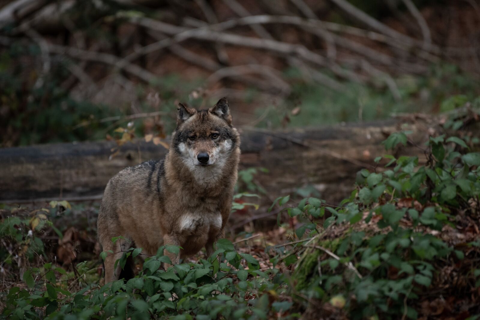 Nikon D750 sample photo. Wolf, forest, nature photography