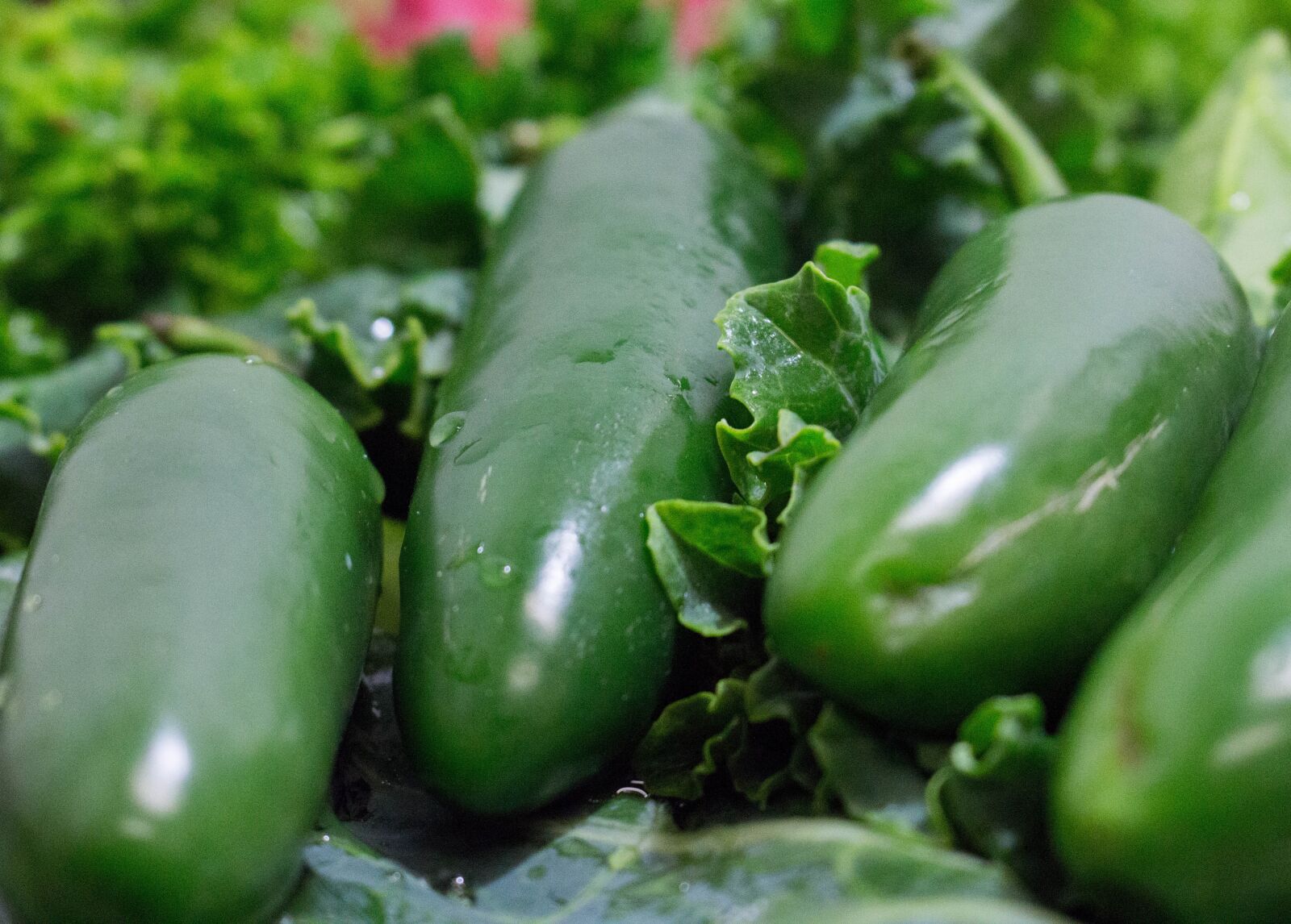 Canon EOS 700D (EOS Rebel T5i / EOS Kiss X7i) sample photo. Vegetable, food, grow photography